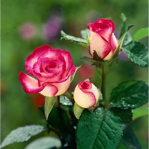 Tả cây hoa hồng đang ra hoa hay nhất (5 mẫu) (ảnh 1)