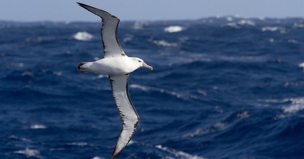 Top 3 bài Tả chim Hải Âu 2022 hay nhất (ảnh 3)