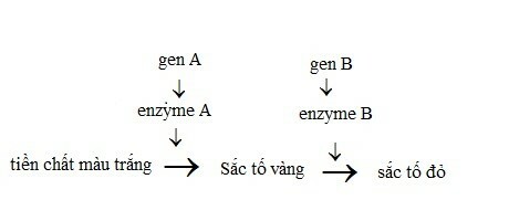 Sinh học 12 Bài 10: Tương tác gen và tác động đa hiệu của gen (ảnh 3)