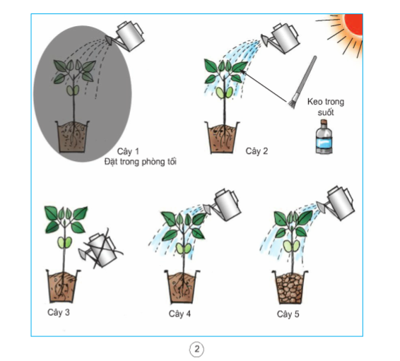Khoa học lớp 4 Bài 57: Thực vật cần gì để sống ? (ảnh 2)