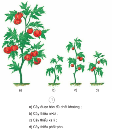 Khoa học lớp 4 Bài 59: Nhu cầu chất khoáng của thực vật (ảnh 1)