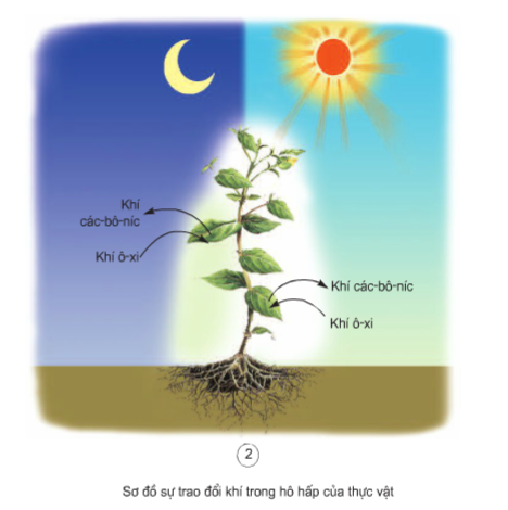 Khoa học lớp 4 Bài 60: Nhu cầu không khí của thực vật (ảnh 2)