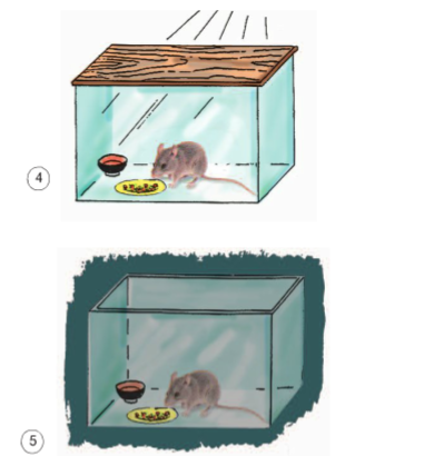 Khoa học lớp 4 Bài 62: Động vật cần gì để sống ? (ảnh 2)