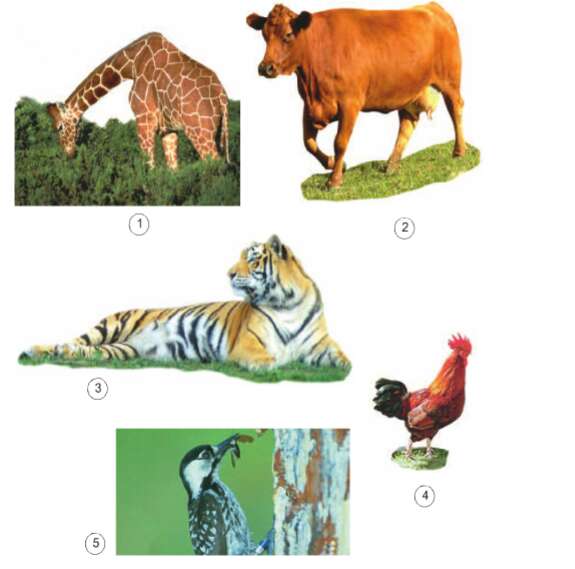 Khoa học lớp 4 Bài 63: Động vật ăn gì để sống ? (ảnh 1)