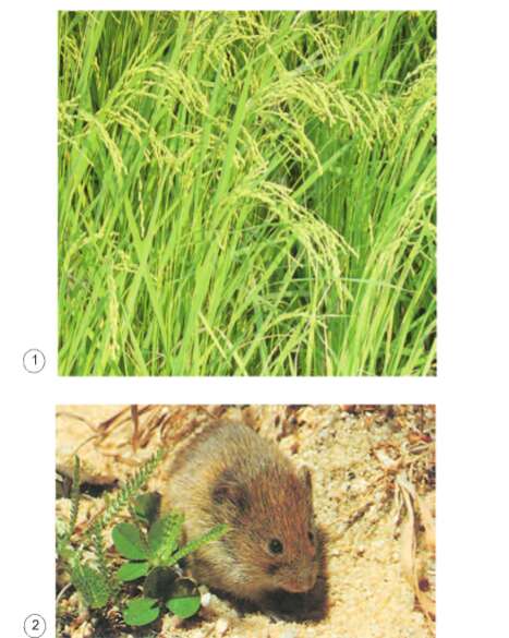 Khoa học lớp 4 Bài 67-68: Ôn tập thực vật và động vật (ảnh 1)