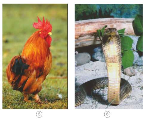Khoa học lớp 4 Bài 67-68: Ôn tập thực vật và động vật (ảnh 3)