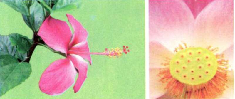 Khoa học lớp 5 Bài 51: Cơ quan sinh sản của thực vật có hoa  (ảnh 2)