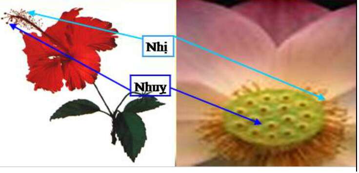 Khoa học lớp 5 Bài 51: Cơ quan sinh sản của thực vật có hoa  (ảnh 3)