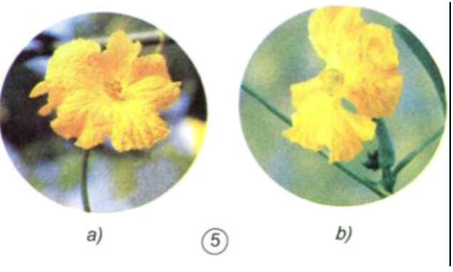 Khoa học lớp 5 Bài 51: Cơ quan sinh sản của thực vật có hoa  (ảnh 4)