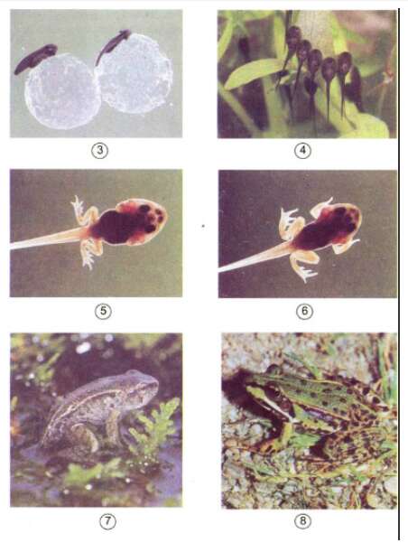 Khoa học lớp 5 Bài 56: Sự sinh sản của côn trùng (ảnh 2)