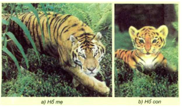 Khoa học lớp 5 Bài 60: Sự nuôi dạy con của một số loài thú  (ảnh 1)