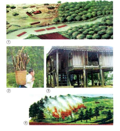 Khoa học lớp 5 Bài 65: Tác động của con người đến môi trường rừng (ảnh 1)