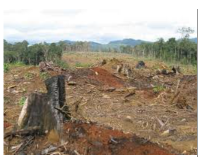 Khoa học lớp 5 Bài 65: Tác động của con người đến môi trường rừng (ảnh 4)