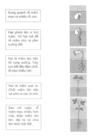 Vở bài tập Khoa học lớp 5 Bài 52: Sự sinh sản của thực vật có hoa | Giải VBT Khoa học lớp 5 (ảnh 3)