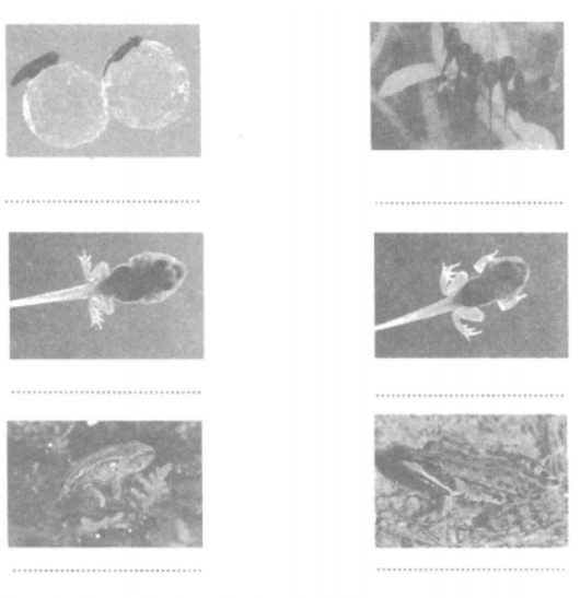 Vở bài tập Khoa học lớp 5 Bài 56: Sự sinh sản của côn trùng | Giải VBT Khoa học lớp 5 (ảnh 1)