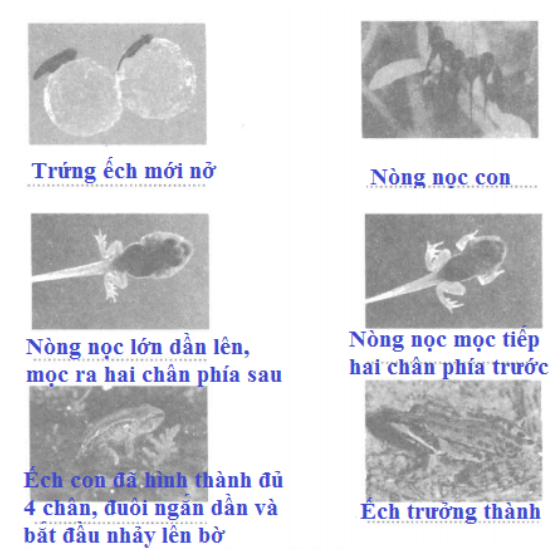 Vở bài tập Khoa học lớp 5 Bài 56: Sự sinh sản của côn trùng | Giải VBT Khoa học lớp 5 (ảnh 3)