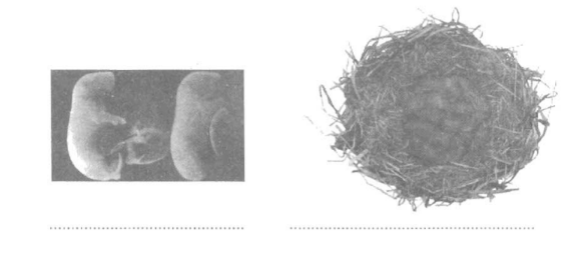 Vở bài tập Khoa học lớp 5 Bài 58: Sự sinh sản và nuôi con của chim | Giải VBT Khoa học lớp 5 (ảnh 1)