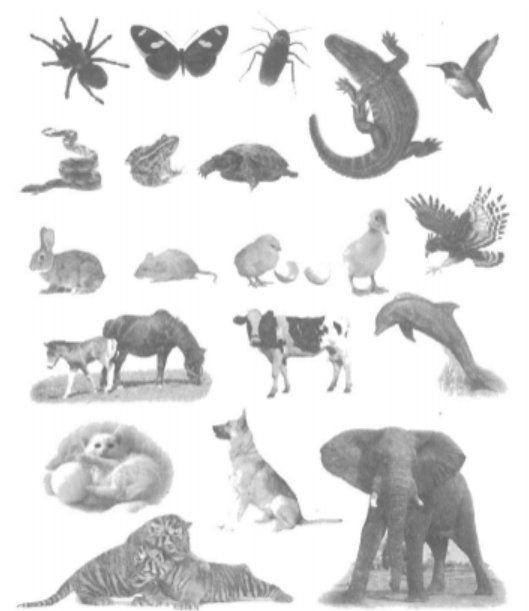 Vở bài tập Khoa học lớp 5 Bài 60: Sự nuôi dạy con của một số loài thú | Giải VBT Khoa học lớp 5 (ảnh 5)