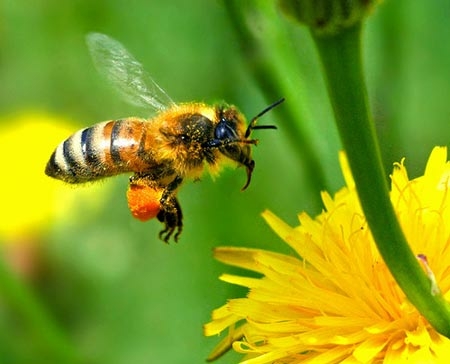 Tóm tắt Thương nhớ bầy ong hay, ngắn gọn (ảnh 1)
