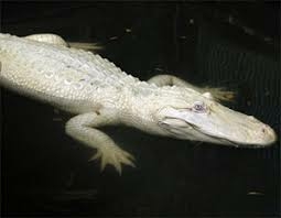 Tả con cá sấu hay nhất (4 mẫu) (ảnh 1)