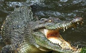 Tả con cá sấu hay nhất (4 mẫu) (ảnh 2)