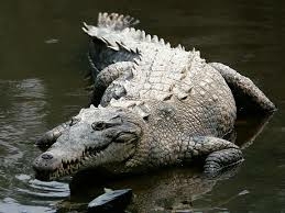 Tả con cá sấu hay nhất (4 mẫu) (ảnh 3)