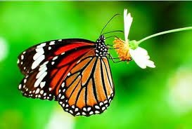 Top 11 bài Tả con bướm hay nhất (ảnh 1)