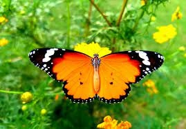 Top 11 bài Tả con bướm hay nhất (ảnh 2)