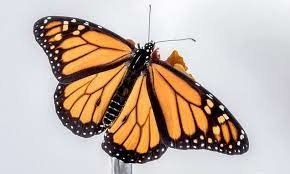 Top 11 bài Tả con bướm hay nhất (ảnh 3)