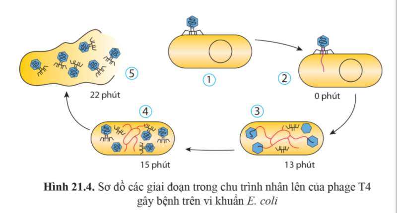 Sinh học 10 Bài 21: Khái niệm, cấu tạo và chu trình nhân lên củ virus | Giải Sinh 10 Cánh diều (ảnh 6)
