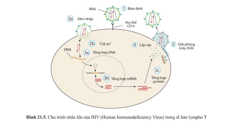 Sinh học 10 Bài 21: Khái niệm, cấu tạo và chu trình nhân lên củ virus | Giải Sinh 10 Cánh diều (ảnh 9)