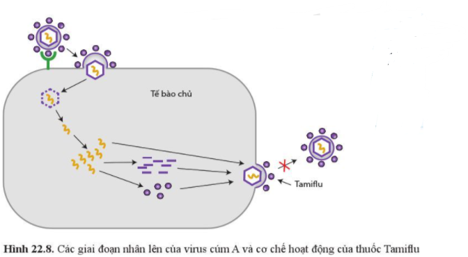 Sinh học 10 Bài 22: Phương thức lây truyền, cách phòng chống và ứng dụng của virus | Giải Sinh 10 Cánh diều (ảnh 8)