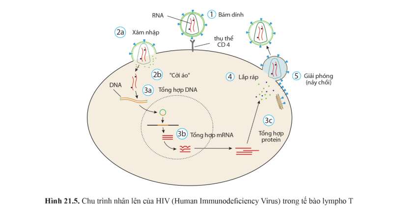 Sinh học 10 Bài 21: Khái niệm, cấu tạo và chu trình nhân lên củ virus | Giải Sinh 10 Cánh diều (ảnh 7)