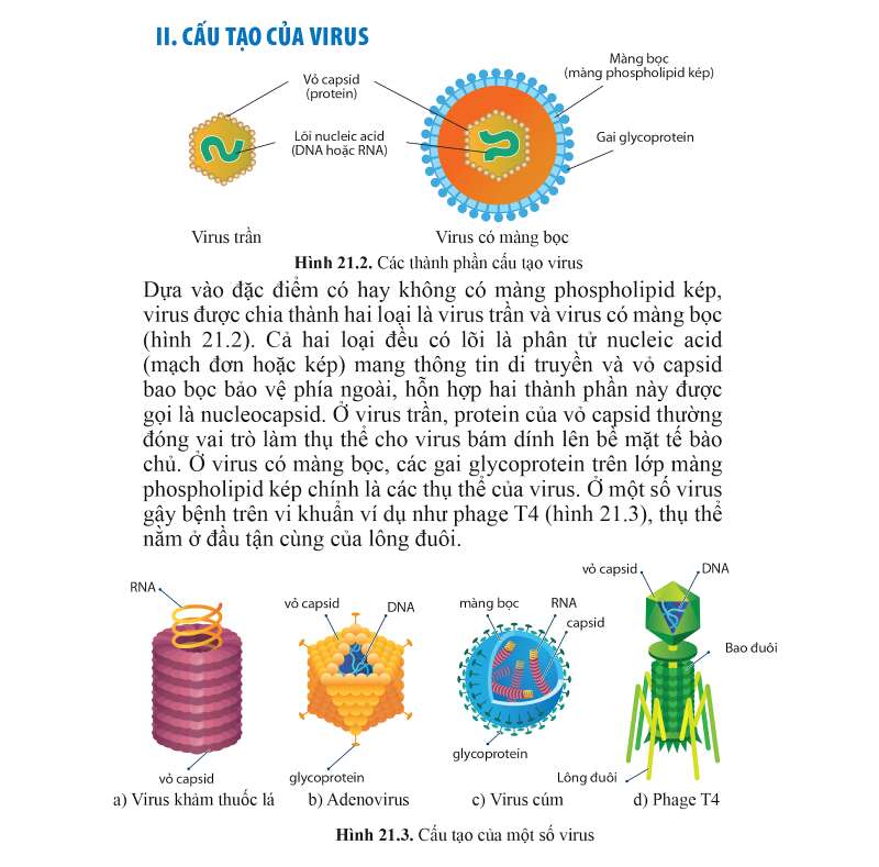 Sinh học 10 Bài 21: Khái niệm, cấu tạo và chu trình nhân lên củ virus | Giải Sinh 10 Cánh diều (ảnh 5)