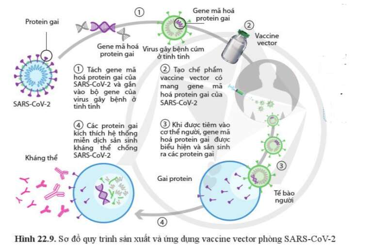 Sinh học 10 Bài 22: Phương thức lây truyền, cách phòng chống và ứng dụng của virus | Giải Sinh 10 Cánh diều (ảnh 11)