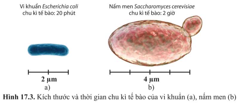 Sinh học 10 Bài 17: Vi sinh vật và các phương pháp nghiên cứu vi sinh vật | Giải Sinh 10 Cánh diều (ảnh 3)