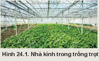 Công nghệ 10 Bài 24: Một số công nghệ cao trong trồng trọt | Kết nối tri thức (ảnh 1)