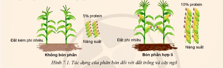 Công nghệ 10 Bài Bài 7: Một số loại phân bón thường dùng trong trồng trọt | Cánh diều (ảnh 1)