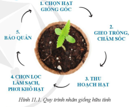 Công nghệ 10 Bài 11: Phương pháp nhân giống cây trồng | Cánh diều (ảnh 1)