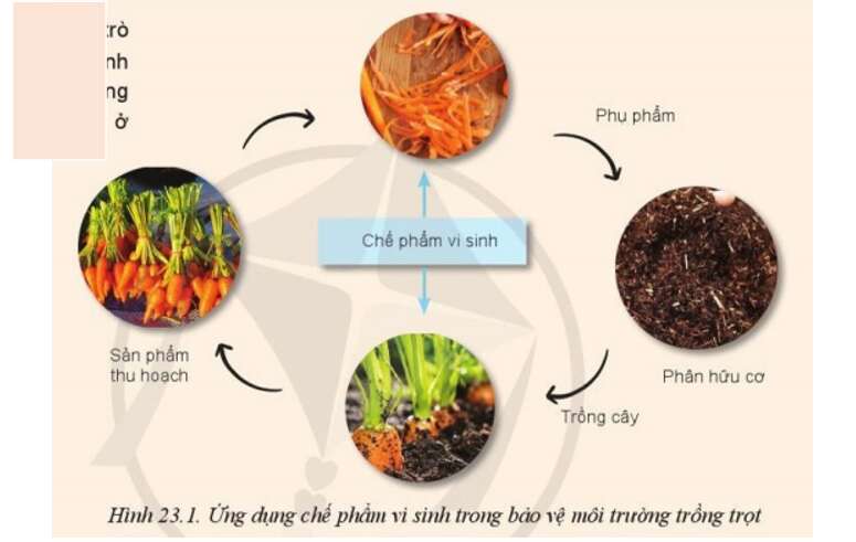Công nghệ 10 Bài 23: Công nghệ vi sinh trong bảo vệ môi trường và xử lí chất thải trồng trọt | Cánh diều (ảnh 1)