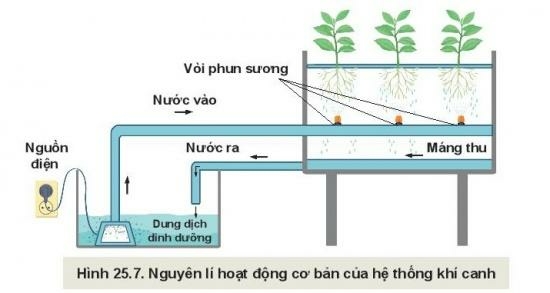 Công nghệ 10 Bài 25: Công nghệ trồng cây không dùng đất | Kết nối tri thức (ảnh 3)