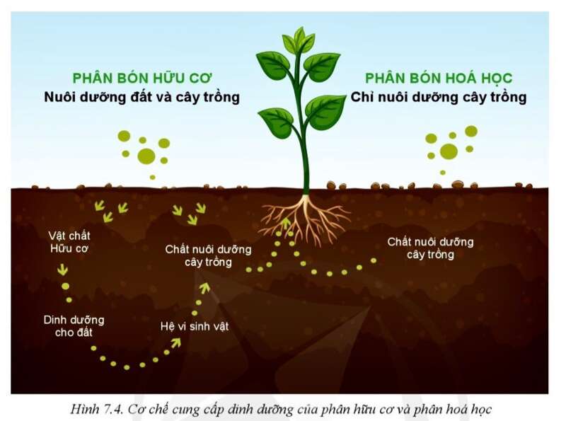 Công nghệ 10 Bài Bài 7: Một số loại phân bón thường dùng trong trồng trọt | Cánh diều (ảnh 3)