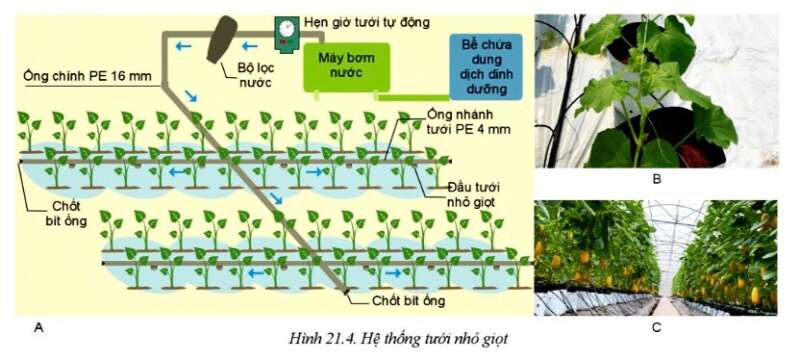 Công nghệ 10 Bài 21: Công nghệ trồng cây không dùng đất | Cánh diều (ảnh 3)