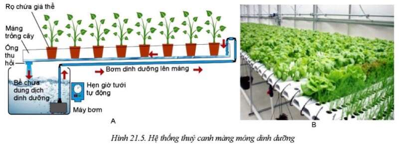 Công nghệ 10 Bài 21: Công nghệ trồng cây không dùng đất | Cánh diều (ảnh 4)