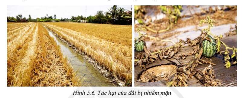 Ngăn chặn tình trạng nhiễm mặn đất vì một tương lai bền vững  Môi trường   Vietnam VietnamPlus