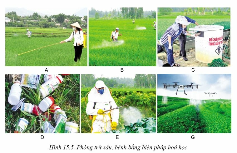 Công nghệ 10 Bài 15: Biện pháp phòng trừ sâu, bệnh hại cây trồng | Cánh diều (ảnh 6)