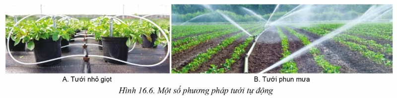 Công nghệ 10 Bài 16: Quy trình trồng trọt | Cánh diều (ảnh 5)