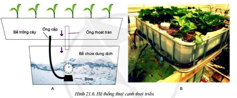 Công nghệ 10 Bài 21: Công nghệ trồng cây không dùng đất | Cánh diều (ảnh 5)