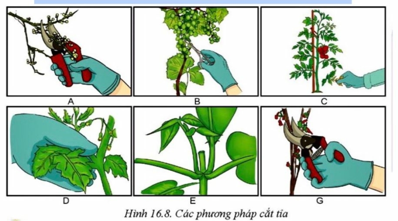 Công nghệ 10 Bài 16: Quy trình trồng trọt | Cánh diều (ảnh 7)