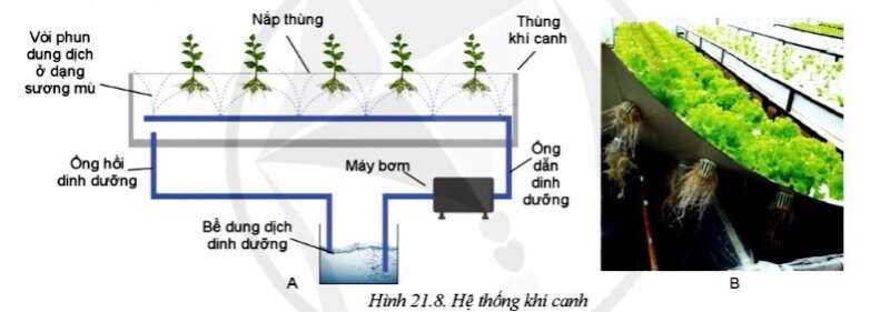 Công nghệ 10 Bài 21: Công nghệ trồng cây không dùng đất | Cánh diều (ảnh 7)